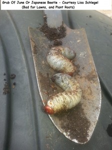 Grub Of June Or Japanese Beetle - Bad for Lawns, and Plant Roots - Courtesy Lisa Schlegel wm 